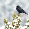 Vrana cerna - Corvus corone - Carrion Crow 8762